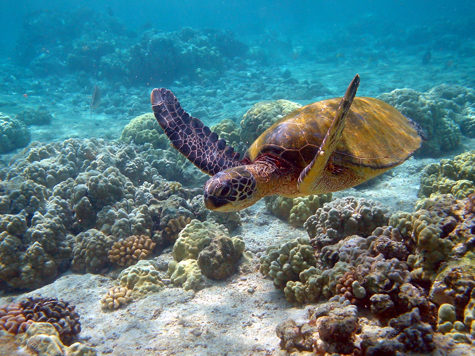 Hawaiian Green Sea Turtles (Honu): Where and How to See Them