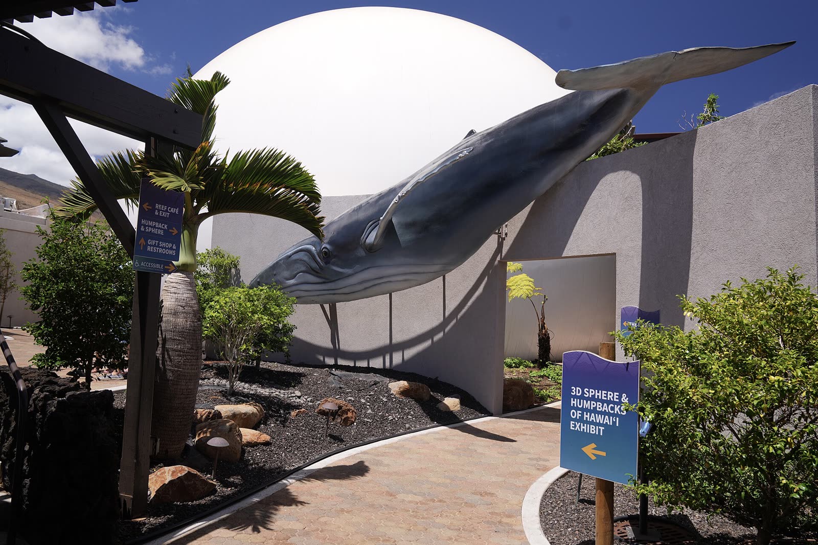 Maui Whale-Watching Season: When and Where to See Humpbacks